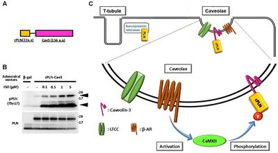 Caveolae-Specific CaMKII Signaling in the Regulation of Voltage-Dependent Calcium Channel and Cardiac Hypertrophy